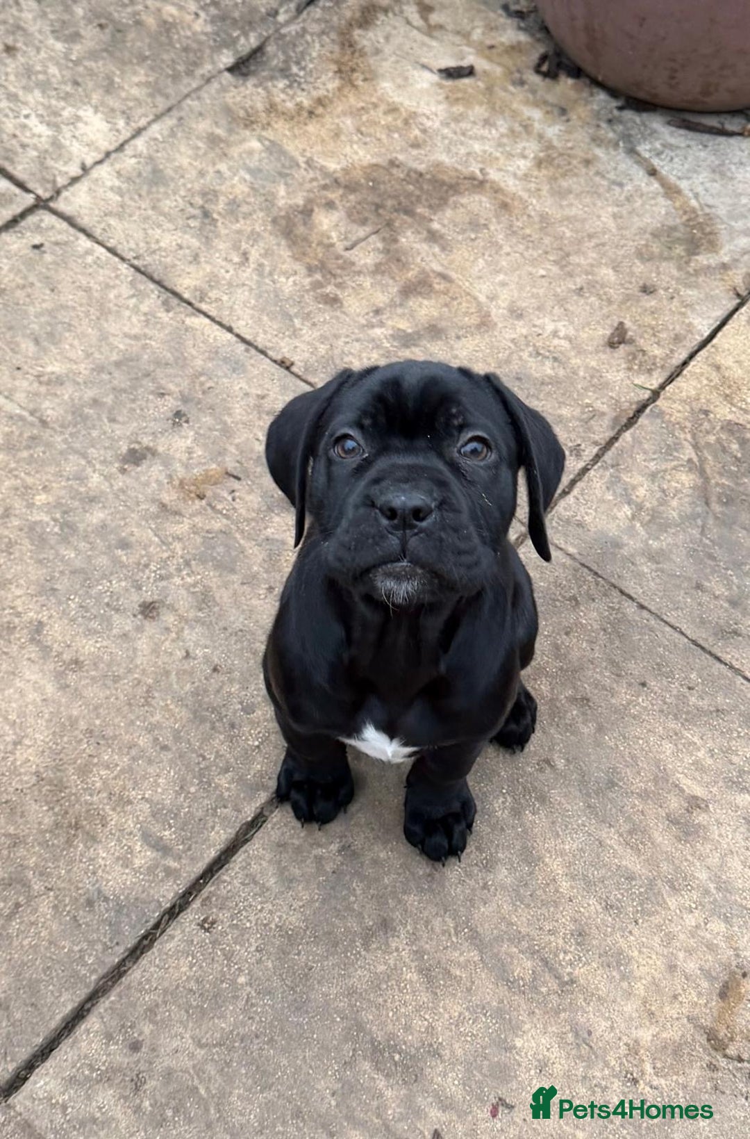 Cane Corso dogs for sale: 1 girl needing her forever homes  - Advert 22