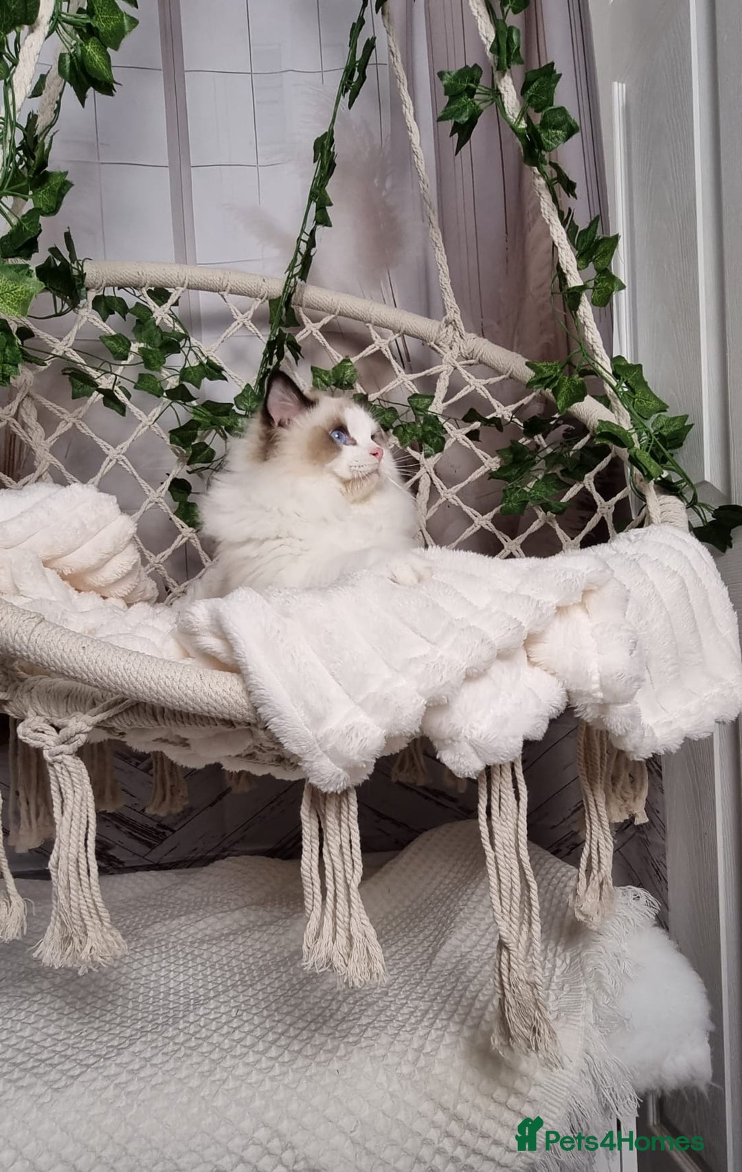 Ragdoll cats for sale: Exceptional Tica Registered Ragdoll Kittens - Advert 25