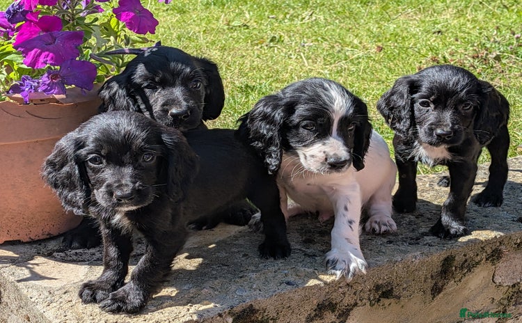Cocker Spaniel dogs - Advert 9