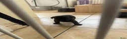 Labrador Retriever dogs for sale: 8 Black Labrador Pups - Advert 5