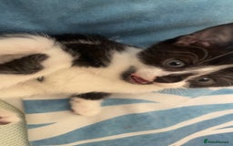 Mixed Breed cats for sale: 4 black and white Kittens for sale !!! - Image 9