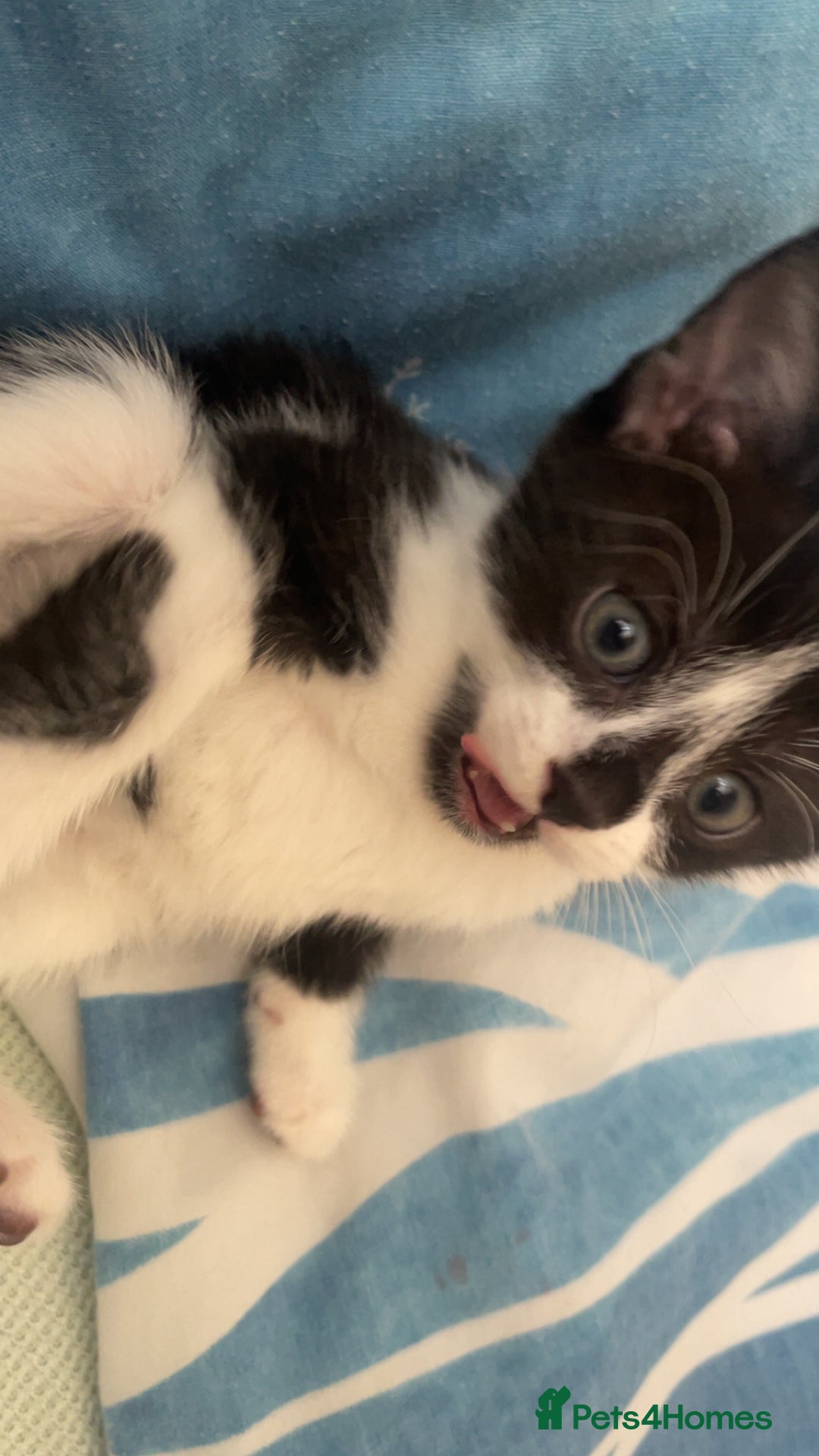 Mixed Breed cats for sale: 4 black and white Kittens for sale !!! - Image 9