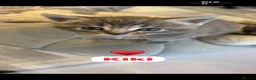 Mixed Breed cats for sale: 🩵🩷…7 stunning kittens…🩷🩵 - Advert 15
