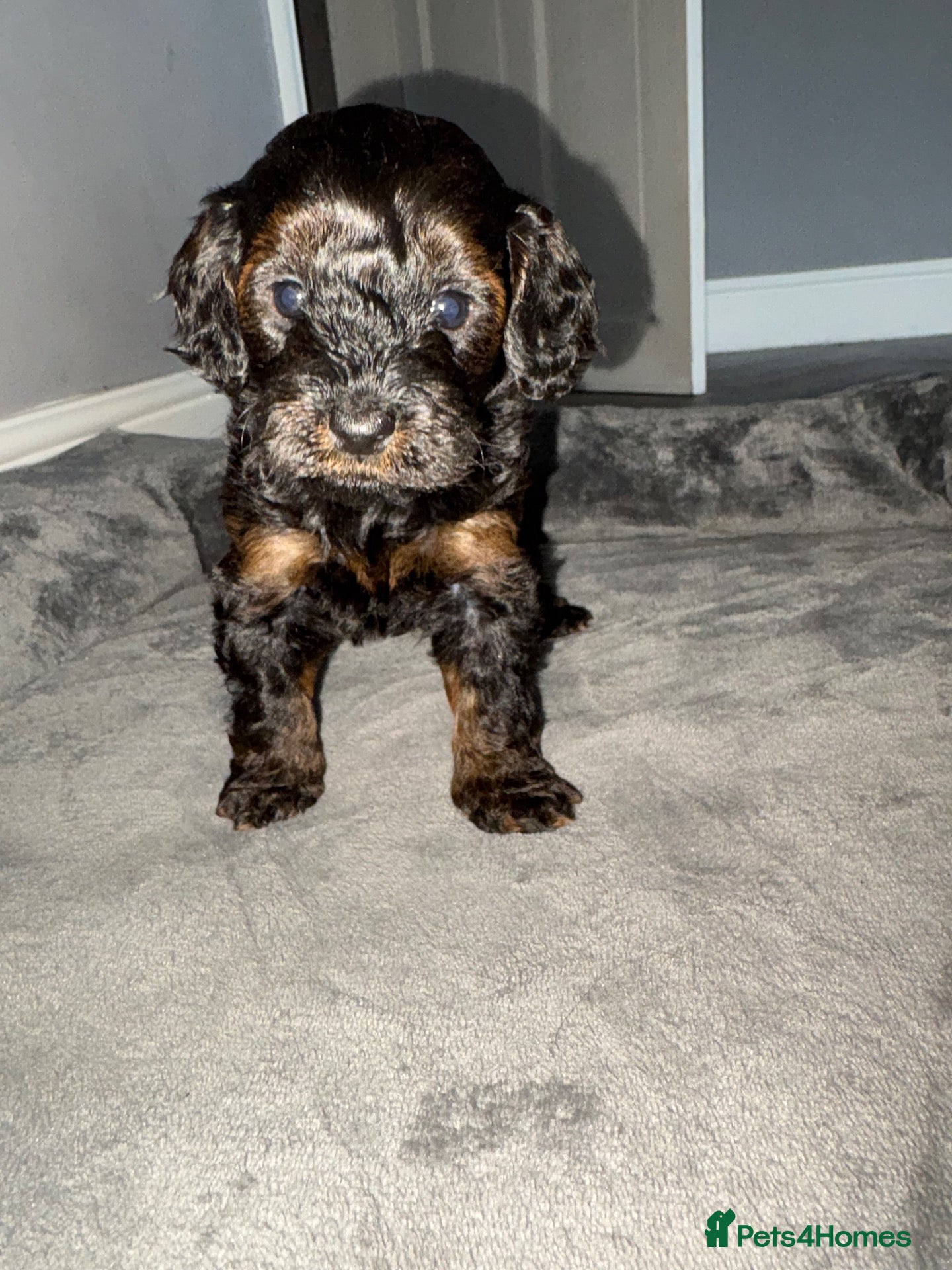 Cockapoo dogs Stop scrolling we have perfection 👇🐶 - Advert 2