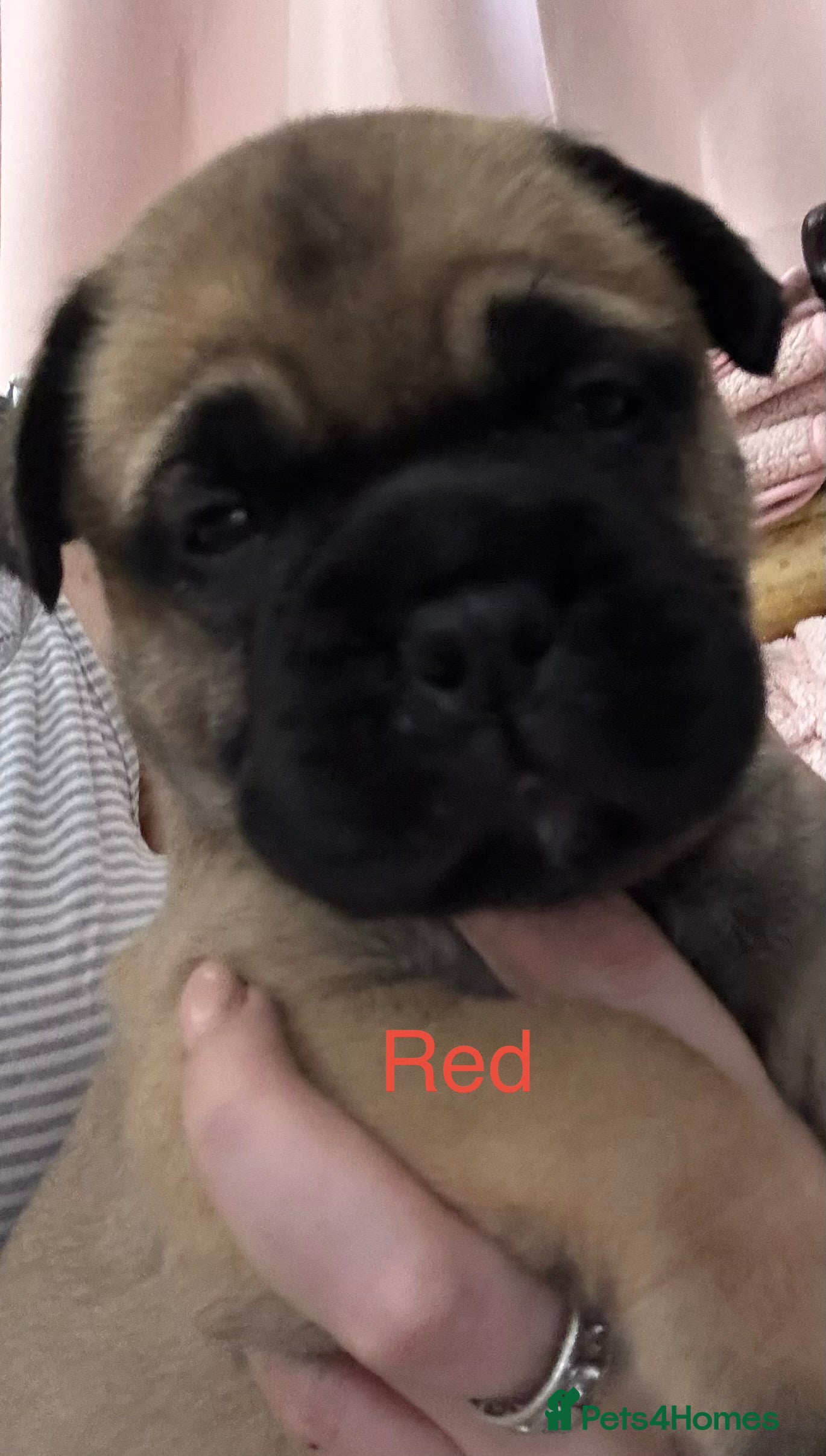 Bullmastiff dogs Stunning KC Registered Bullmastiff Puppies - Advert 2