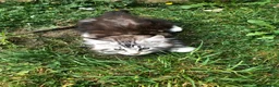 Maine Coon cats for sale: Stunning Maine Coon kittens ready for a new home. - Advert 17