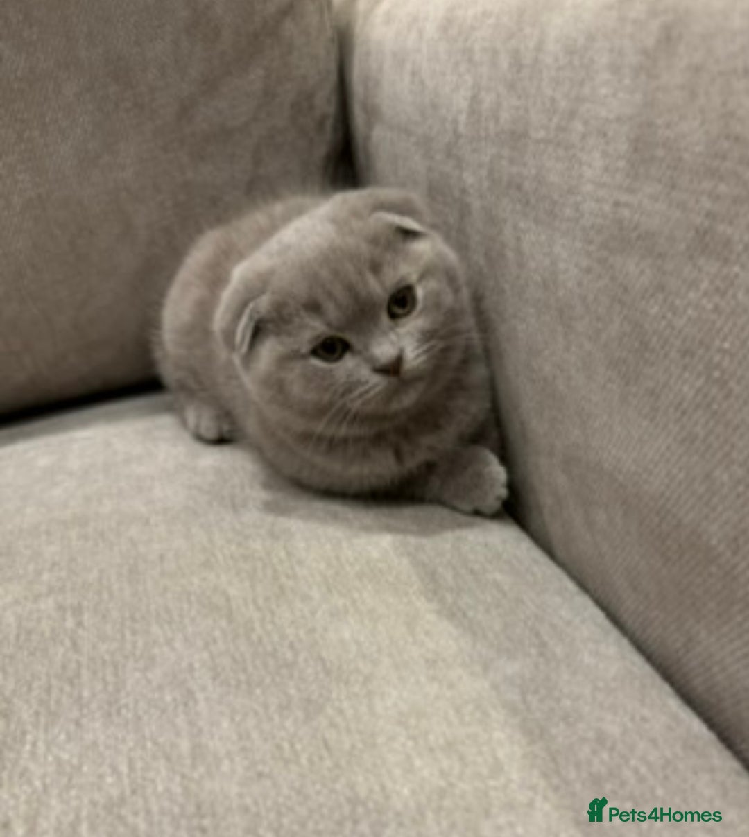 Scottish Fold cats for sale: Adorable Scottish fold  - Image 11