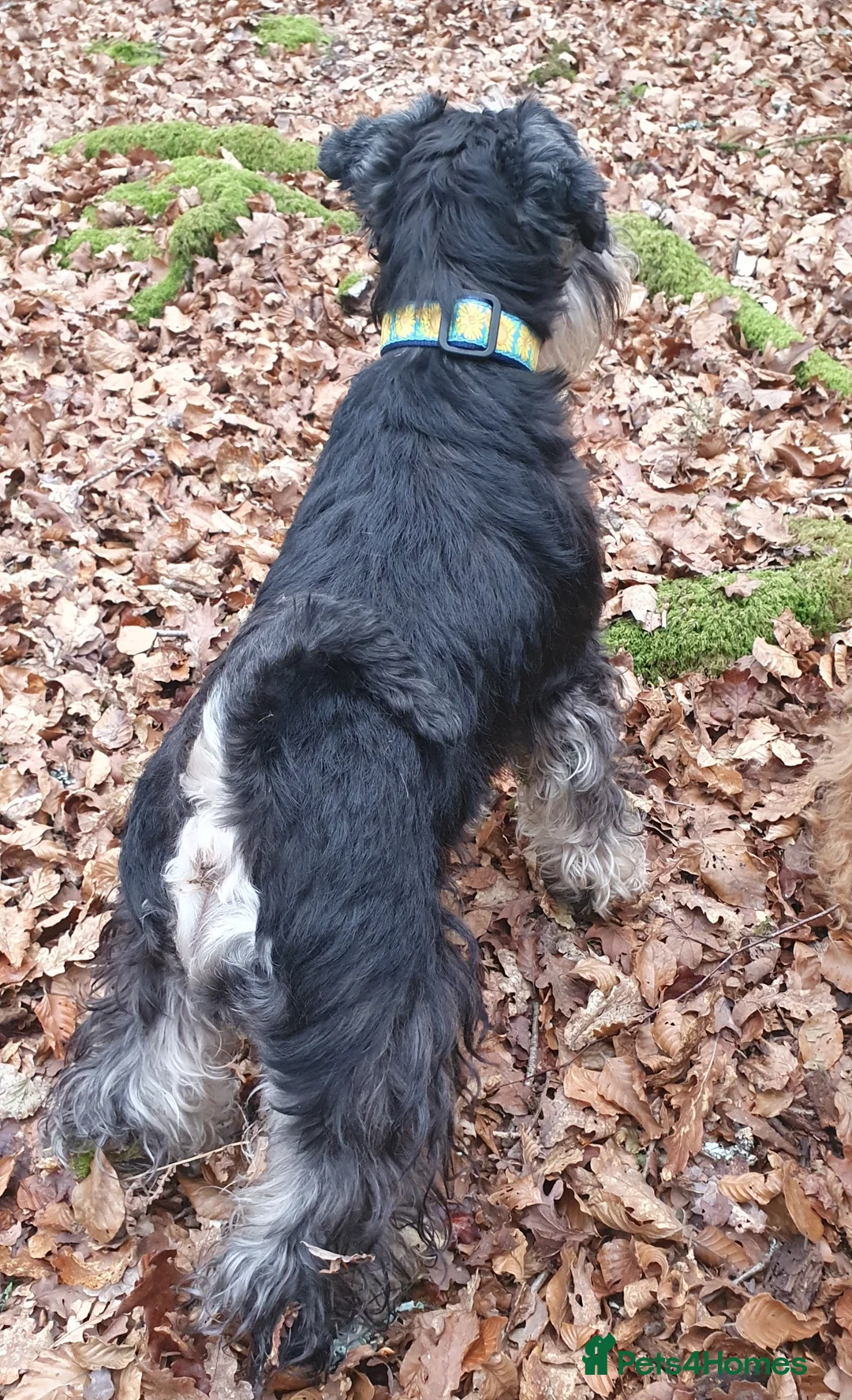 Miniature Schnauzer dogs for sale: Beautiful Black&Silver Boys  - Advert 6