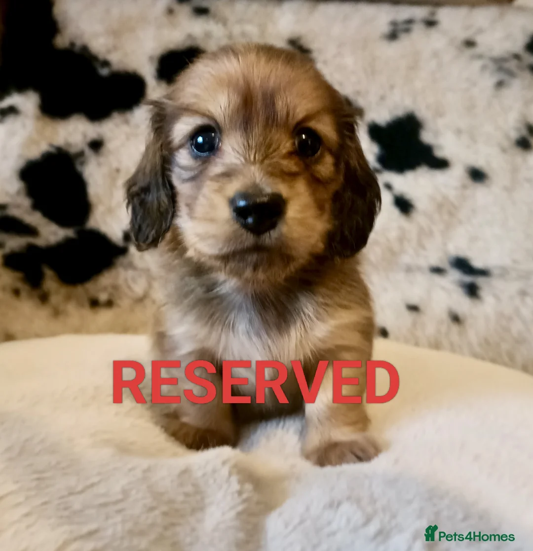 Miniature Dachshund dogs for sale: KC registered mini Longcoat dachshund - Advert 7