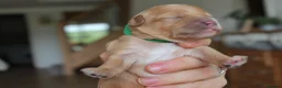 Cavapoo dogs for sale: Beautiful F1B Toy Cavapoo Puppies in Bolton - Advert 10