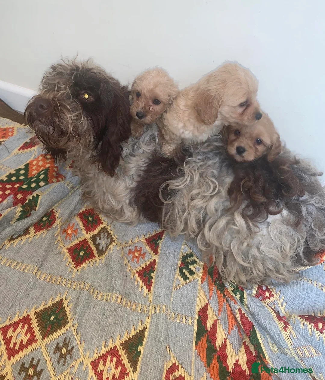 Cockapoo dogs for sale: Cockapoo x toy poodle puppys - Advert 1