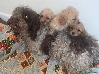 Cockapoo dogs Cockapoo x toy poodle puppys - Advert 2