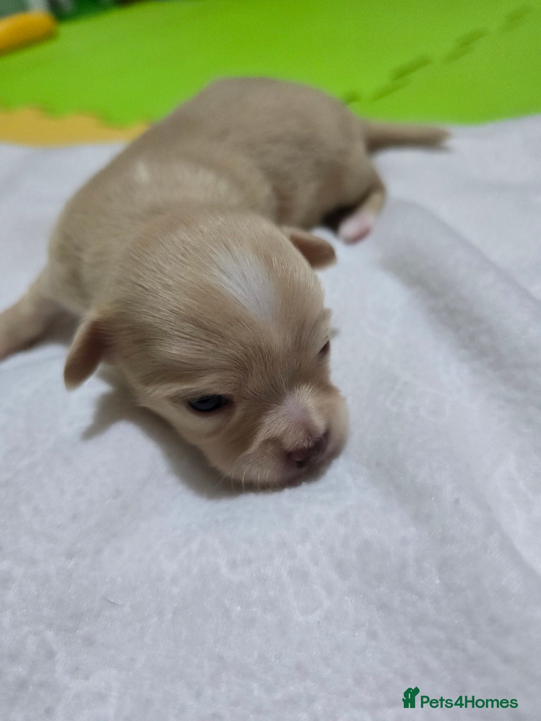 Chihuahua dogs for sale: Beautifull Chihuahua Puppies - Advert 2