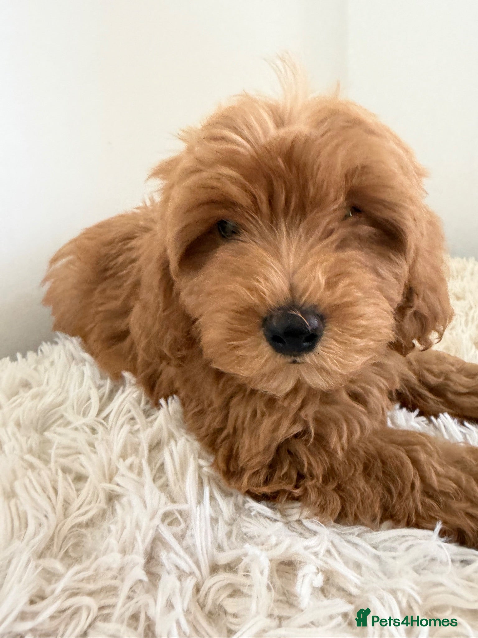 Maltipoo dogs Beautiful puppies for sale - Advert 1