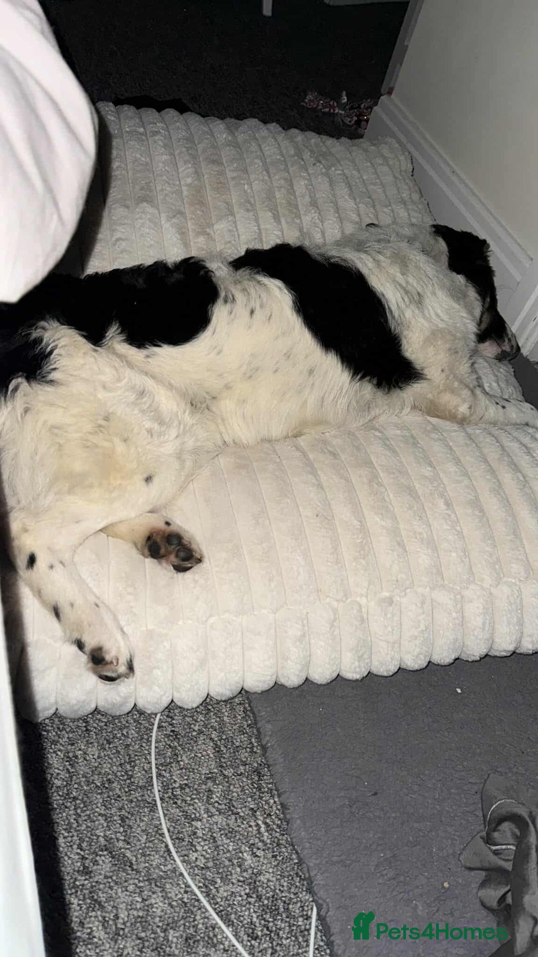 Mixed Breed dogs for adoption: TILLY (PUP) - Advert 5