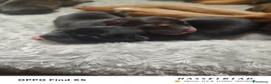 Mixed Breed 1