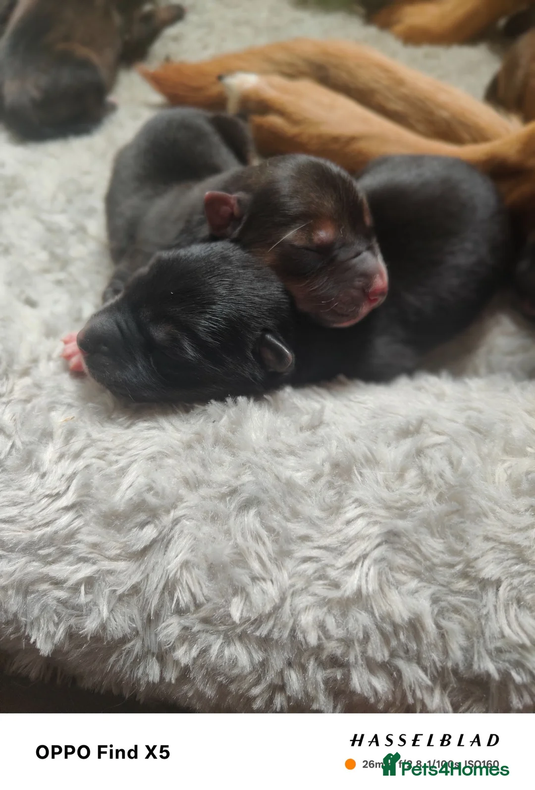 Mixed Breed dogs for sale: Puppies for sale in Welwyn Garden City - Advert 6