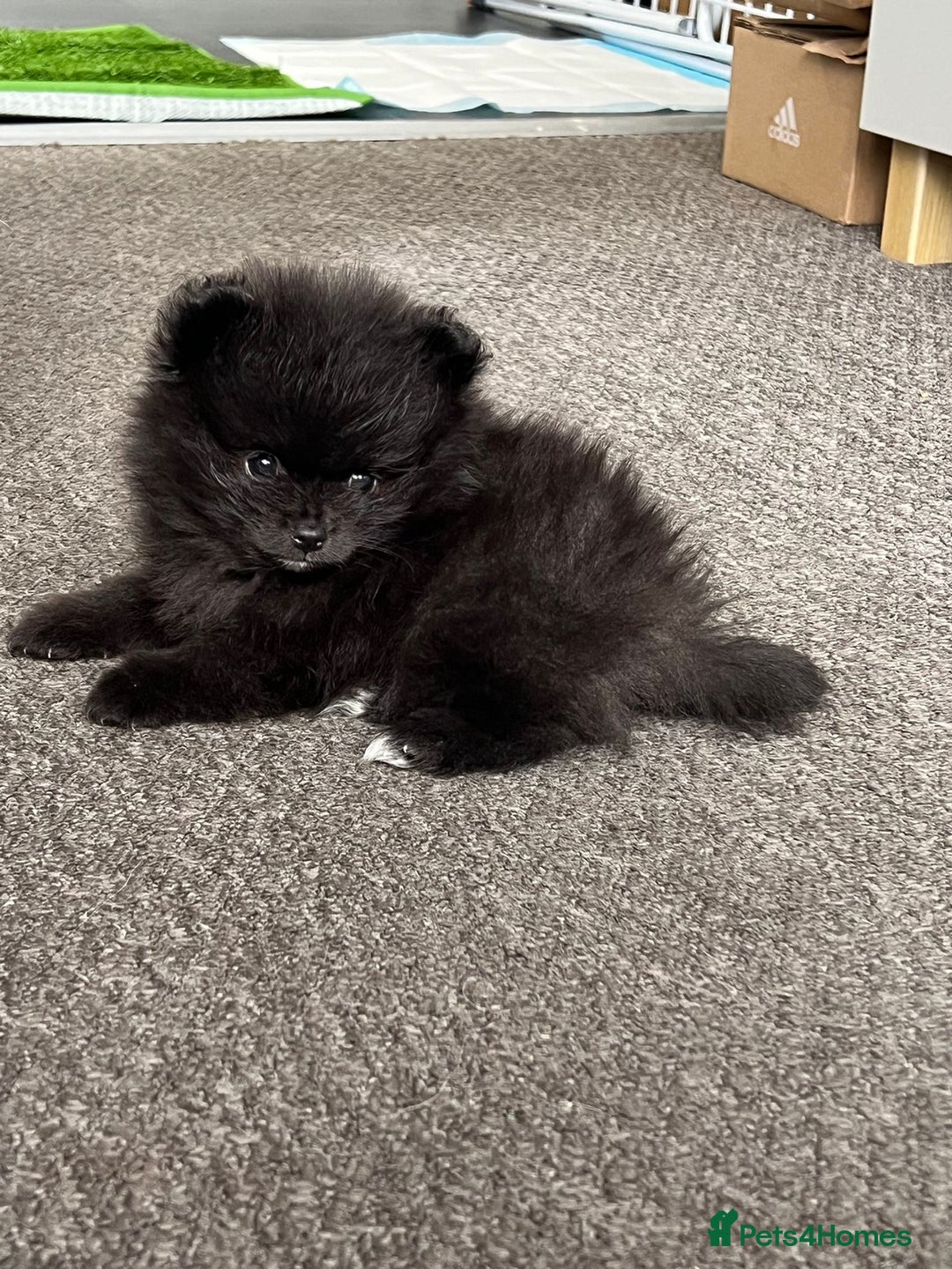 Pomeranian dogs for sale: ONE-TIME ONLY PUREBRED POM PUP (BLUE MERLE PARENT) - Advert 3