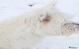 West Highland Terrier dogs for stud: For stud in Consett - Image 10