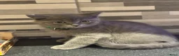 British Shorthair cats for sale: Lovely British Shorthair Kittens in High Wycombe - Advert 9