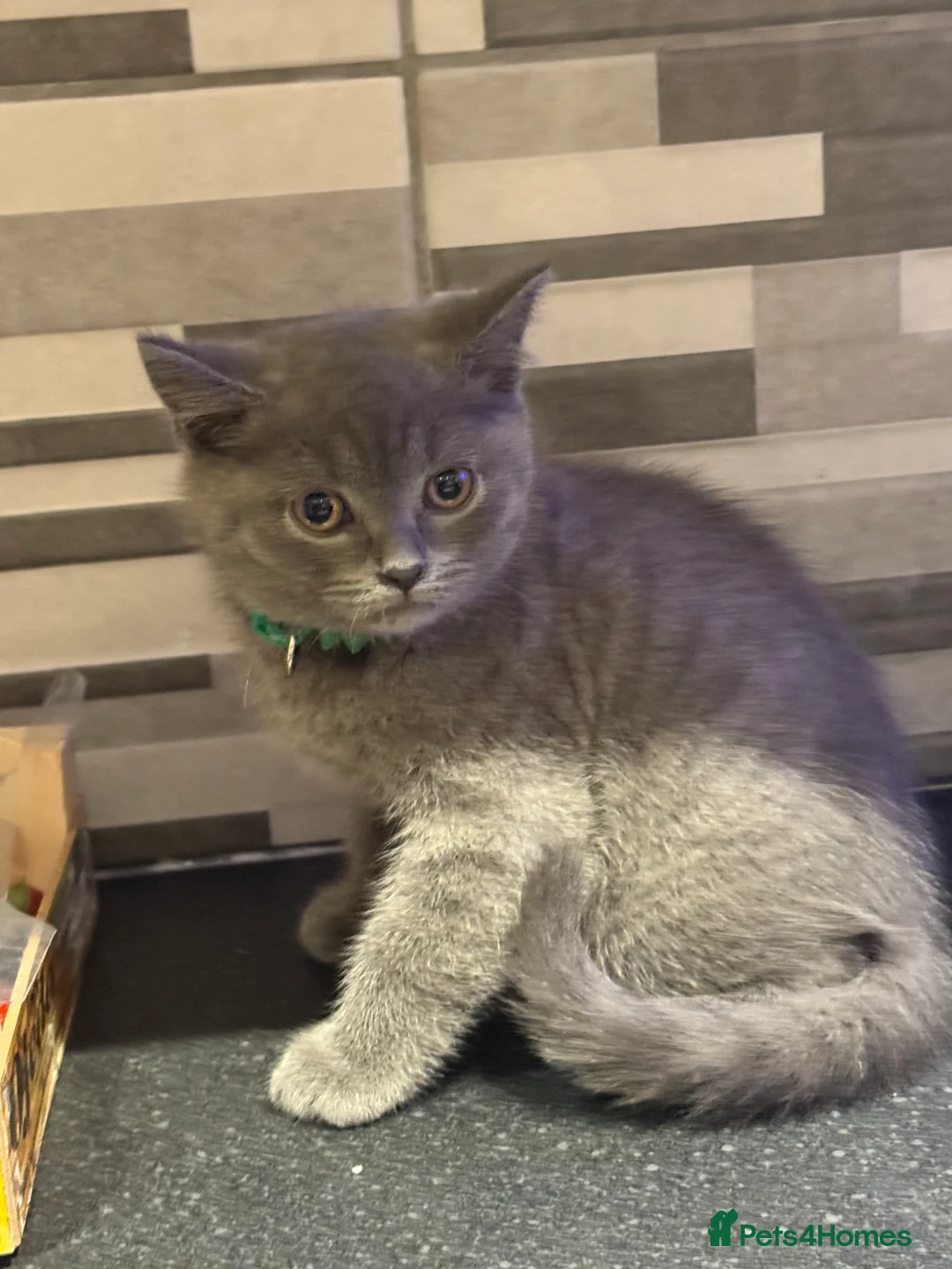 British Shorthair cats for sale: Lovely British Shorthair Kittens in High Wycombe - Advert 9