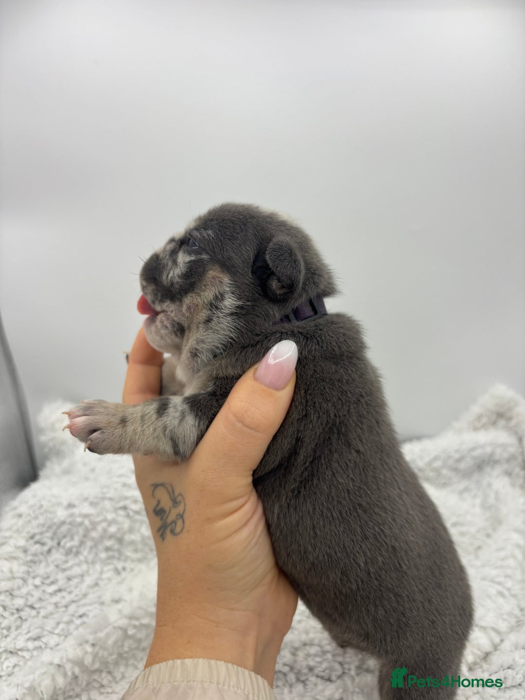 English Bulldog dogs for sale: 10 British Bulldog puppies 🐶  - Image 8