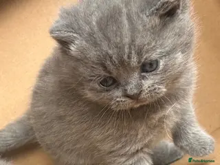 British Shorthair cats Beautiful bsh kittens - Advert 2