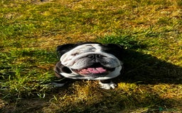 English Bulldog dogs for sale: Regrettable Rehoming - Image 4