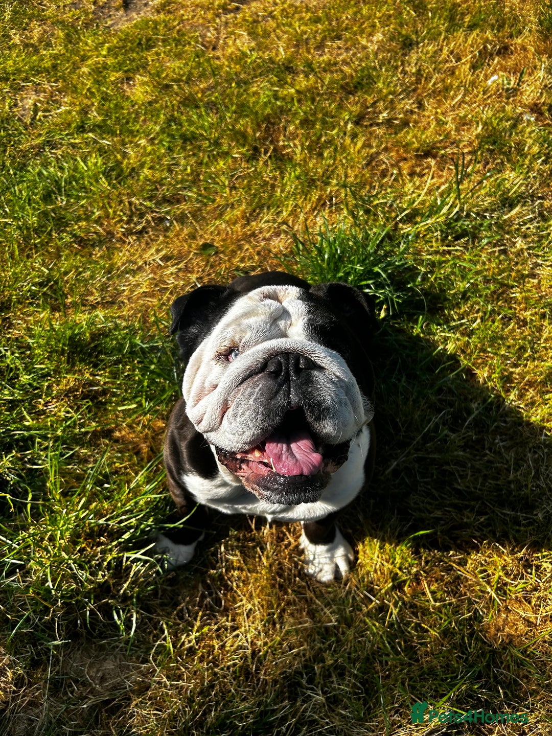 English Bulldog dogs for sale: Regrettable Rehoming - Image 4