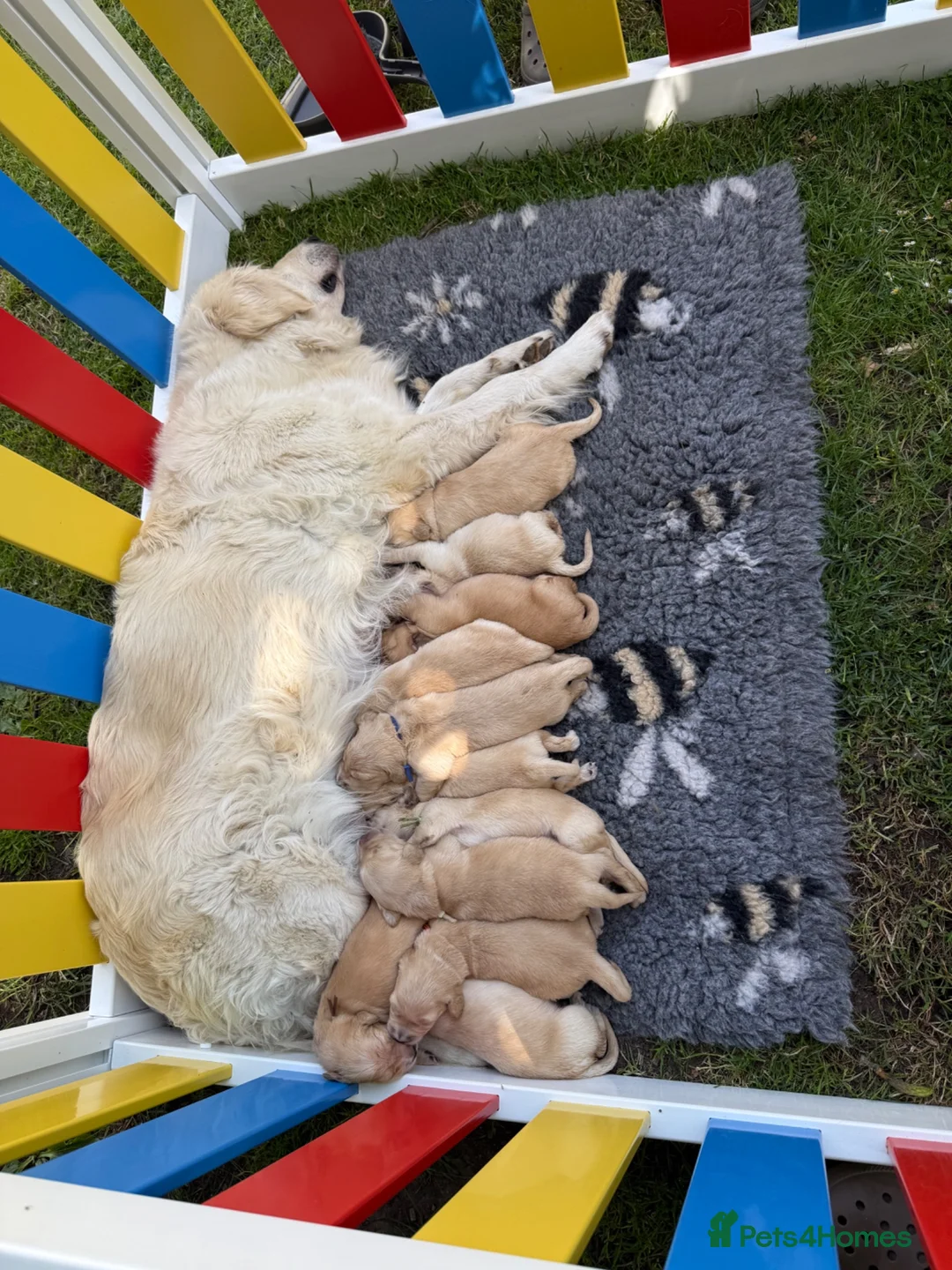 Golden Retriever dogs for sale: Beautiful golden retriever puppies due early June - Advert 1