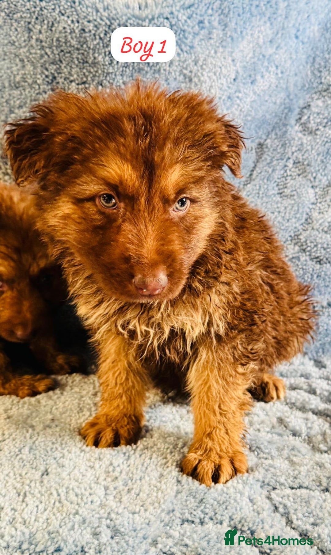 German Shepherd dogs for sale: German shepherd puppies  - Image 3