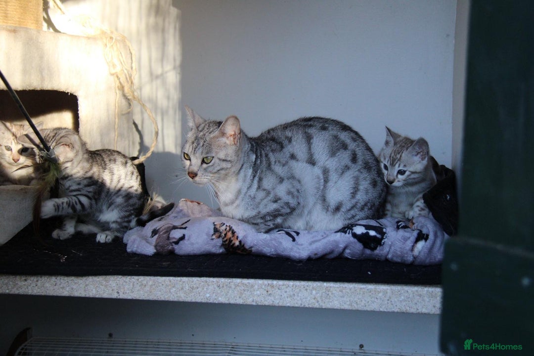 Bengal cats for sale: Bubbling Bengal Kittens For Sale - Advert 8