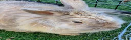 Lionhead rabbits for sale: Baby lion head, mini lop and angora lionhead in Retford - Advert 3