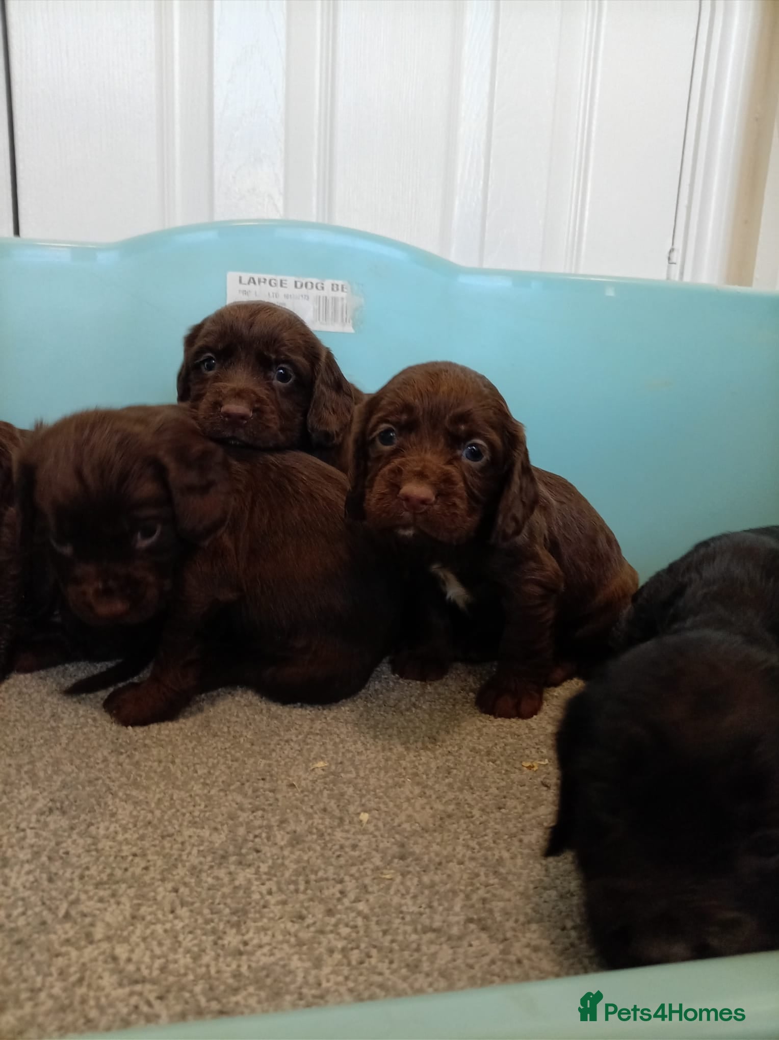 Cocker Spaniel dogs DNA tested cocker spaniels - Advert 1