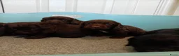 Cocker Spaniel dogs for sale: DNA tested cocker spaniels - Advert 4