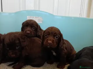 Cocker Spaniel dogs DNA tested cocker spaniels - Advert 14
