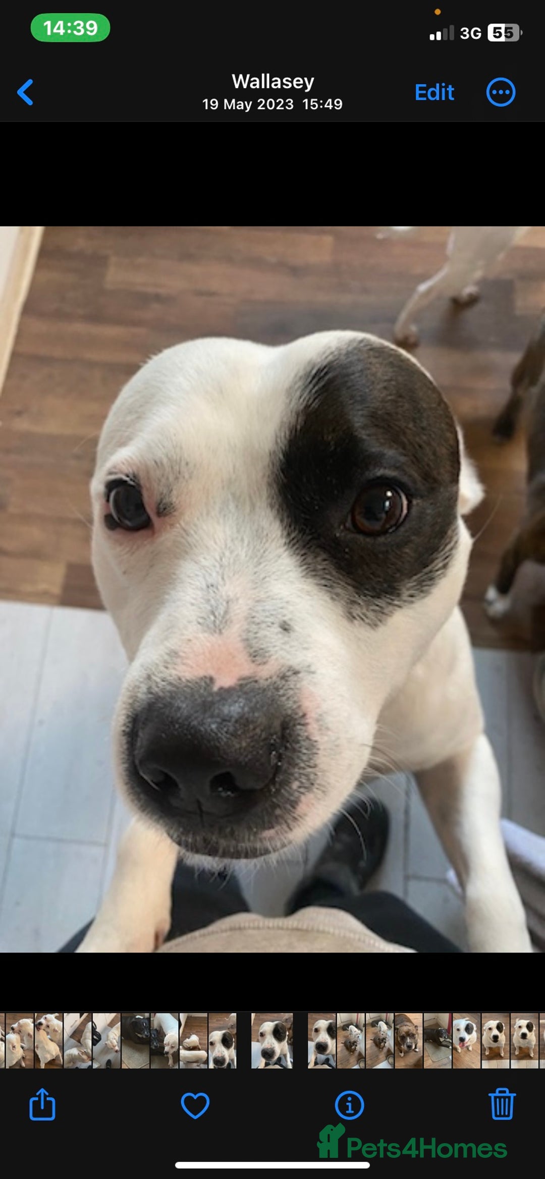 Staffordshire Bull Terrier dogs for stud: White Male Staffy for Stud (Free) - Image 4