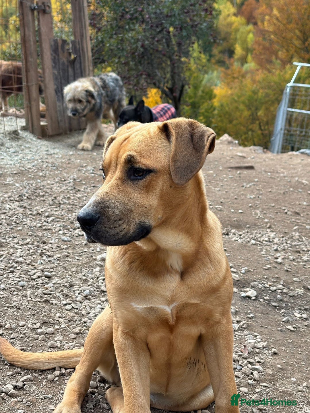 Mixed Breed dogs for adoption: Summer needs a home! - Advert 4