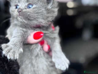 Ragdoll cats Ragdoll X British Blue beauties - Advert 9