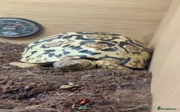 Tortoise reptiles for sale: Leopard Tortoise - Image 12