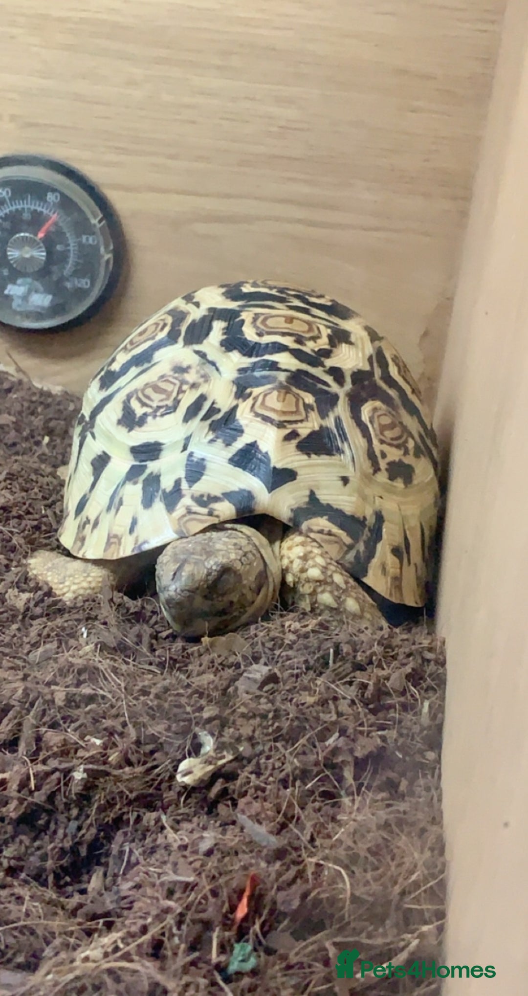Tortoise reptiles for sale: Leopard Tortoise - Image 12