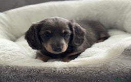 Miniature Dachshund dogs for sale: Miniature dachshund  - Image 4
