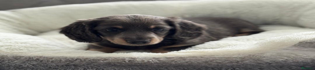 Miniature Dachshund Puppy 2