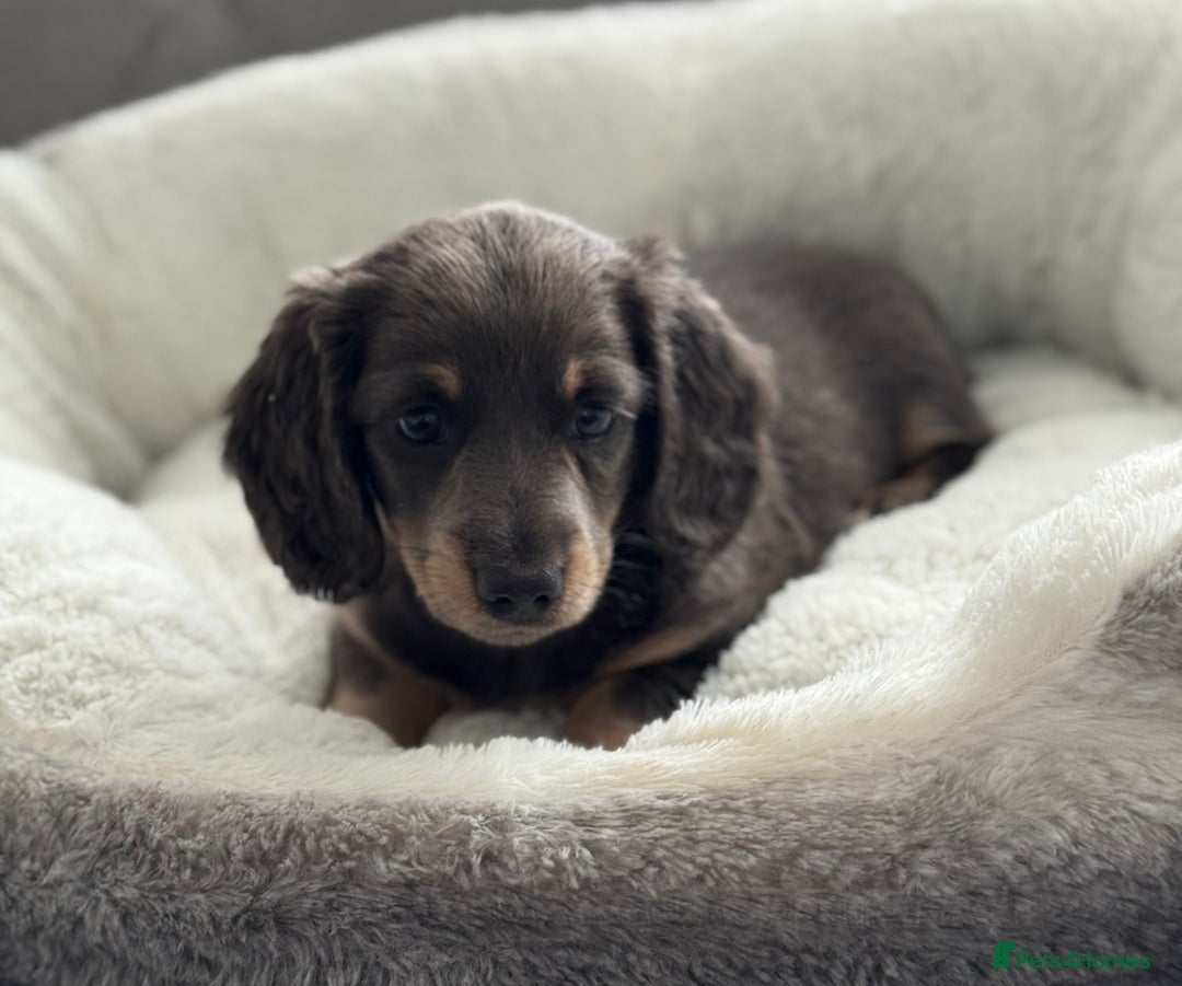 Miniature Dachshund dogs for sale: Miniature dachshund  - Image 4