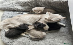 Burmese cats for sale: Beautiful Burmese x British kittens for sale 🤍  - Image 8