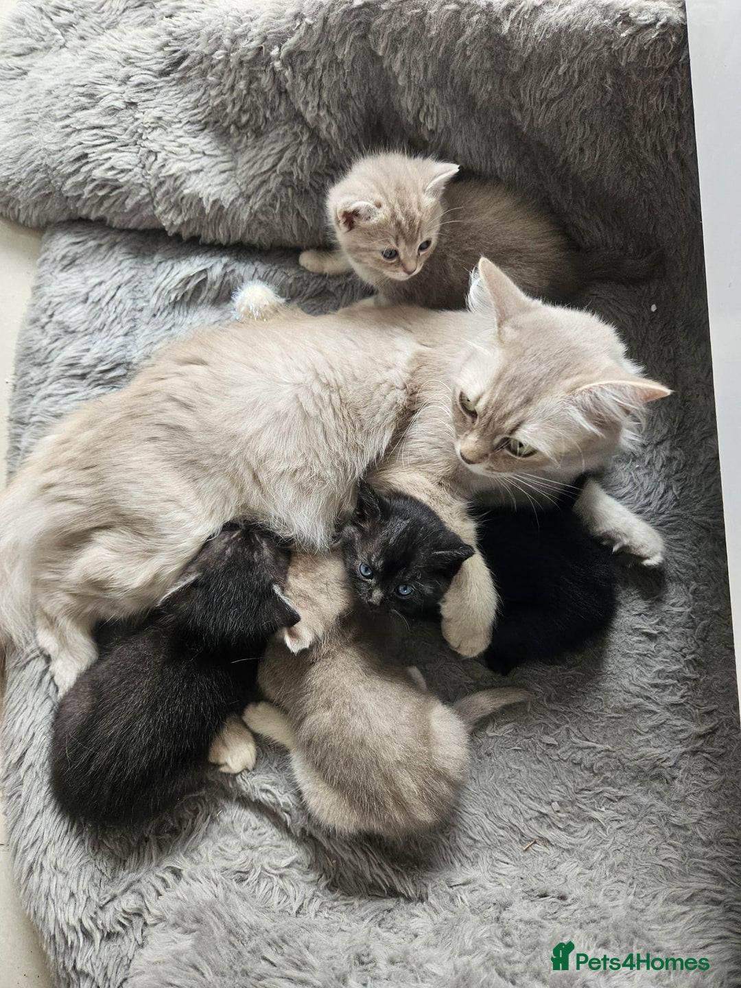 Burmese cats for sale: Beautiful Burmese x British kittens for sale 🤍  - Image 8
