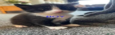 Mixed Breed 1
