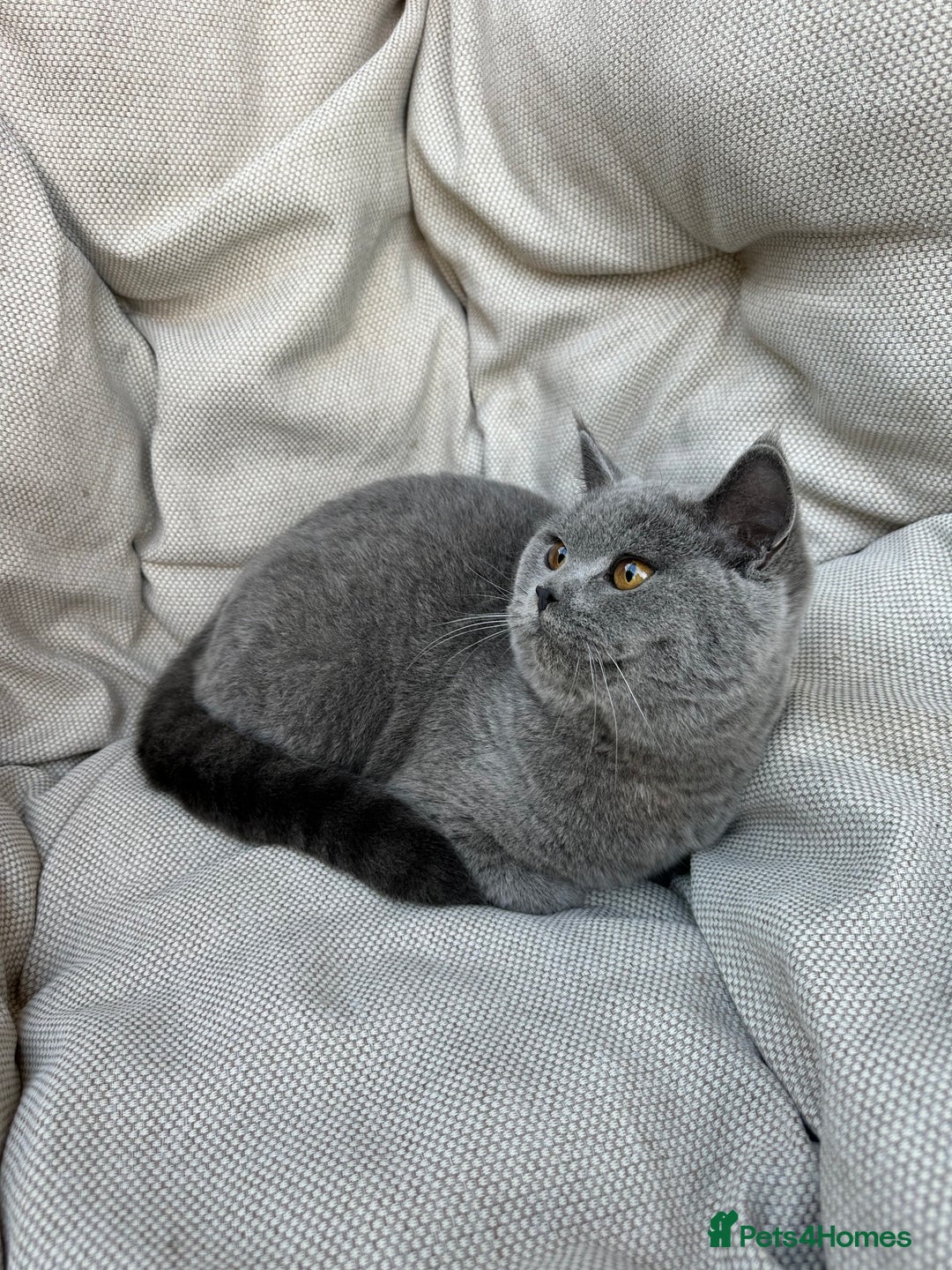 British Shorthair cats for sale: British Shorthair Chunky kittens - Advert 32