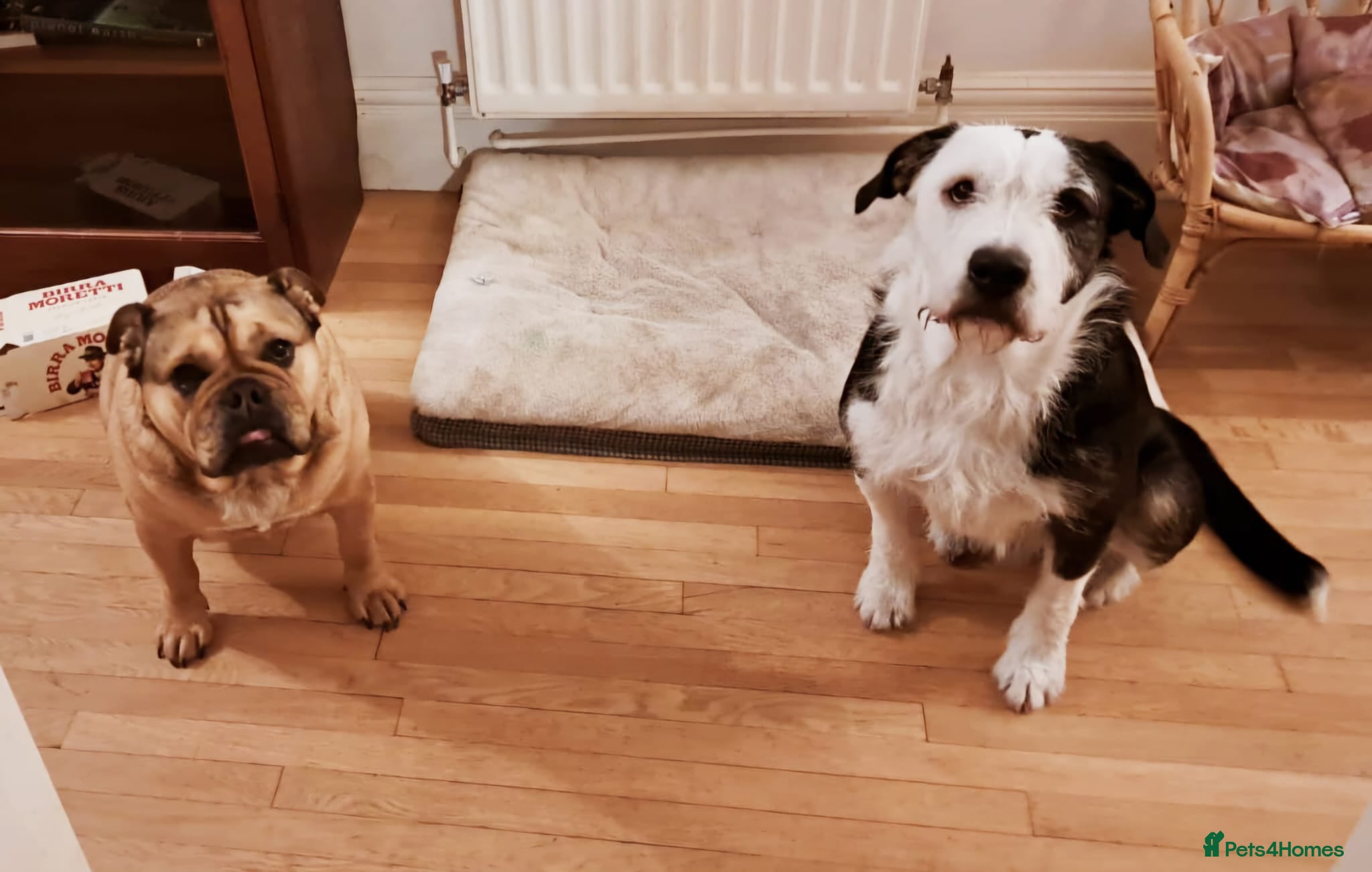 Mixed Breed dogs for sale: 2 yr old female Bulldog/Old English Sheepdog Mix - Advert 12