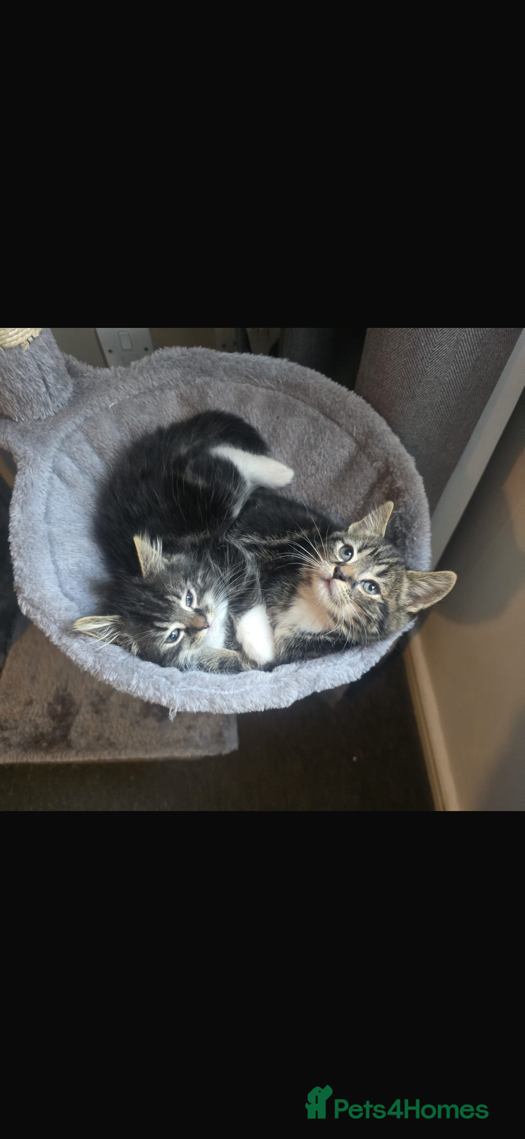 Maine Coon cats for sale: Adorable kittens mixed Maine Coon - Image 4